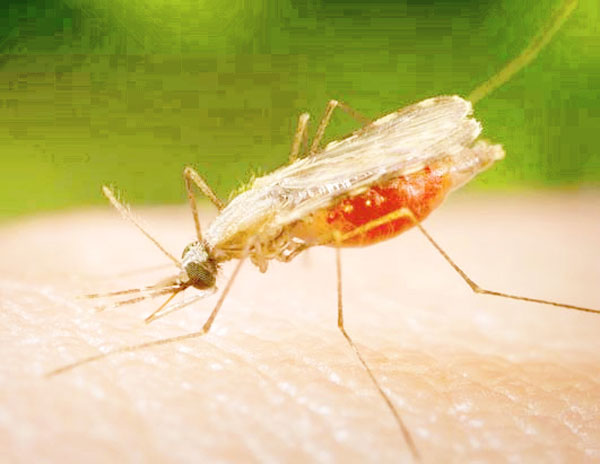 Caso sospechoso de malaria se mantiene en aislamiento