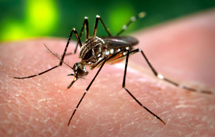 Fiebres y conjuntivitis son síntomas del zika