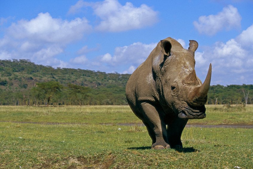 Justicia sudafricana declara legal venta de cuernos de rinoceronte