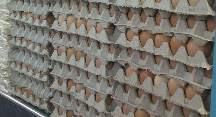 Gobierno otorga subsidio a productores de huevo de gallina