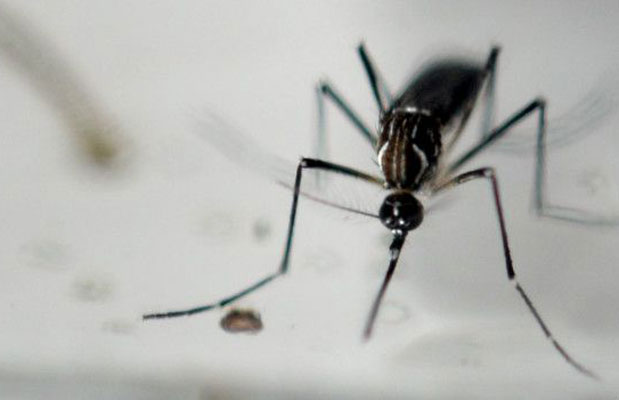 Detectan en China a un hombre con zika que provenía de Venezuela
