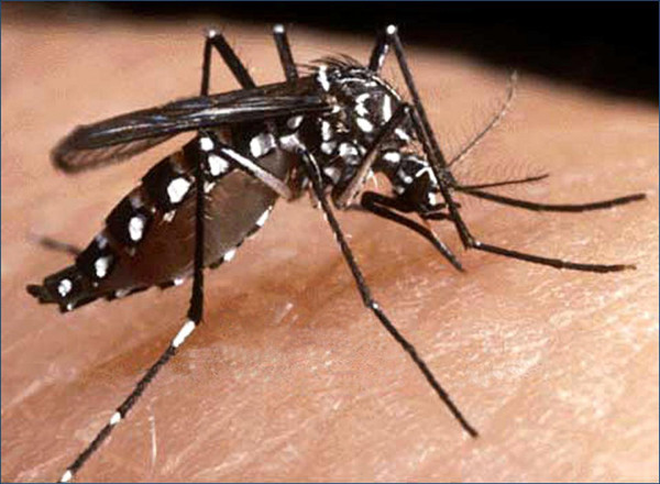 OMS está localizando las investigaciones más avanzadas para tratar el zika