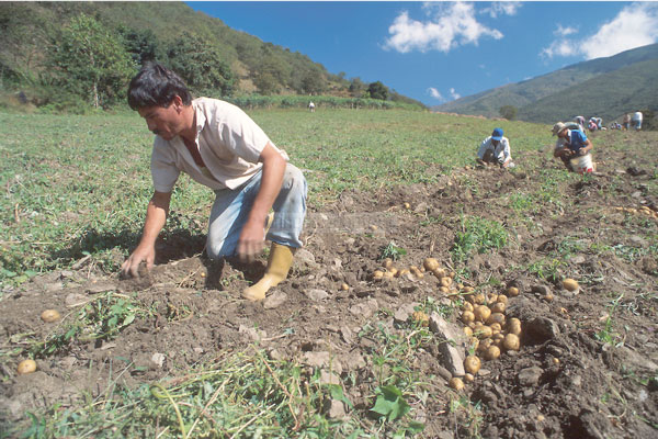 Producción del sector primario ha caído 75% este año