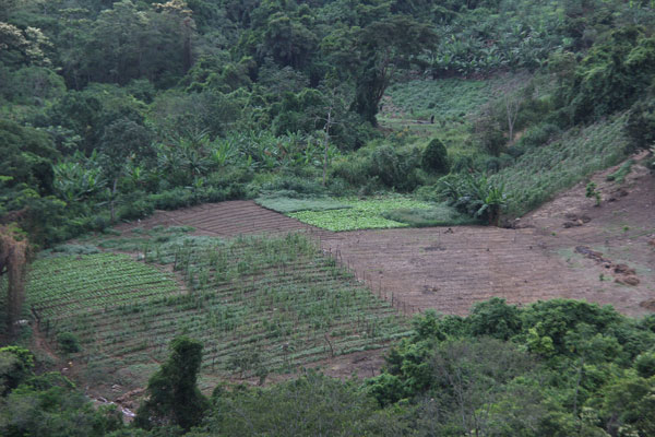 Agricultores piden construcción de centro de acopio en Catia la Mar