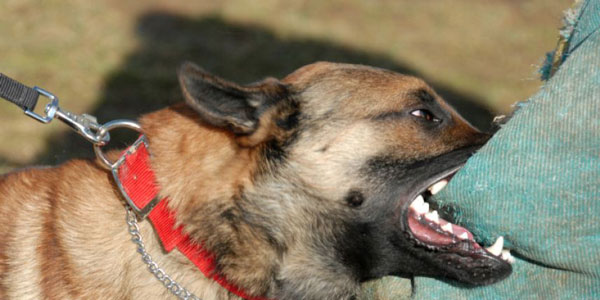 Casos de mordedura canina preocupan a médicos del Hospitalito