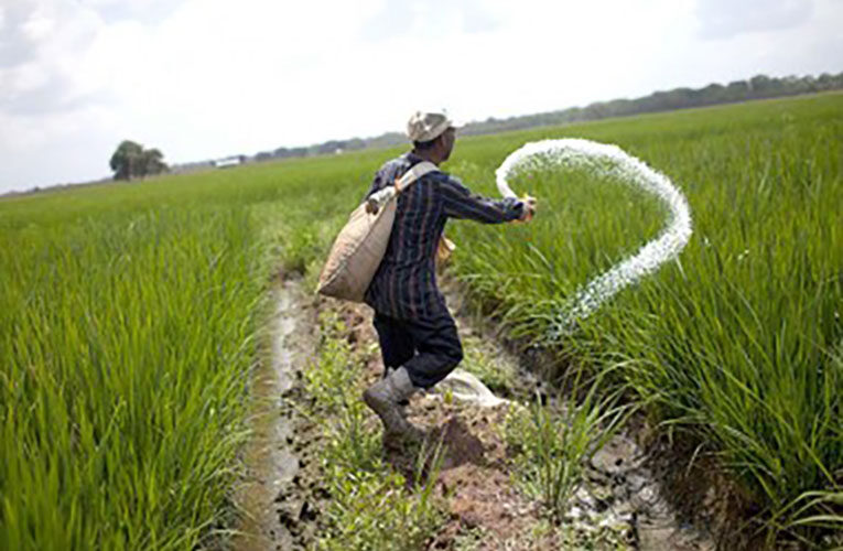 El cultivo de arroz volverá a caer