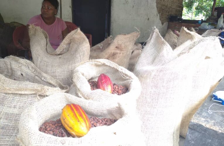Carayaca y Caruao producen cacao  con calidad de exportación