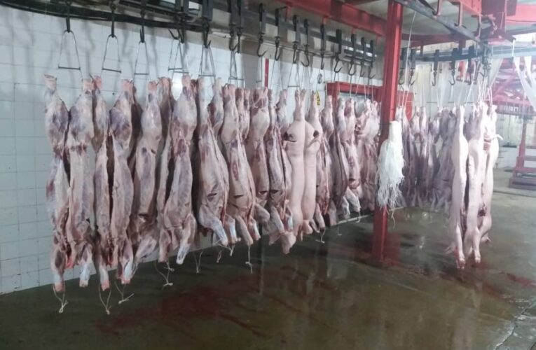 Pasaron de beneficiar 800 cerdos semanales a 50 en mataderos de Carayaca