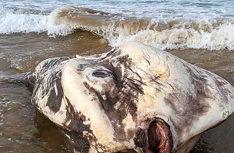 Se viraliza enorme pez encontrado en una playa de Australia
