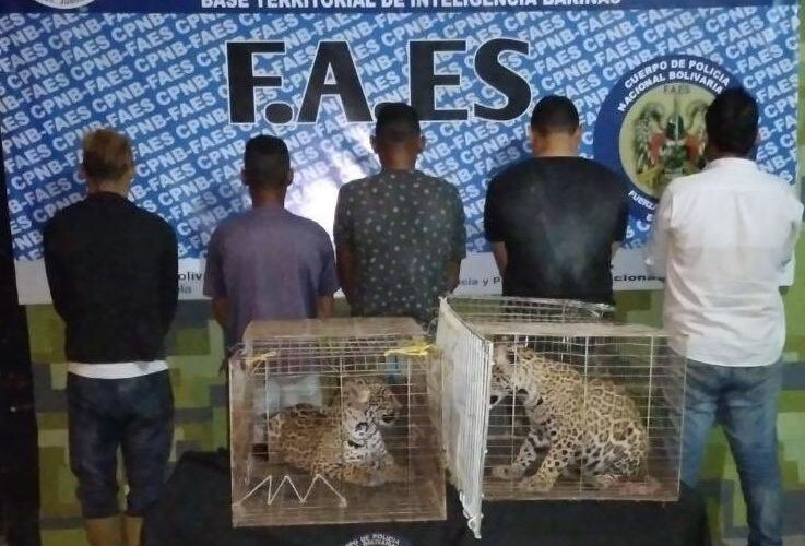 Cinco detenidos por caza y contrabando de jaguares en Barinas