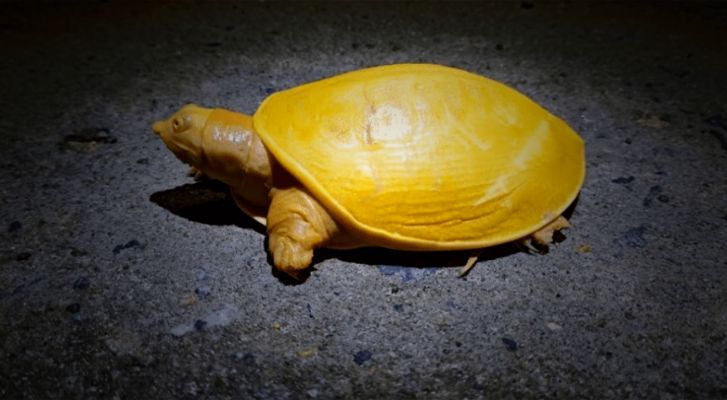 Descubren una extraña tortuga amarilla