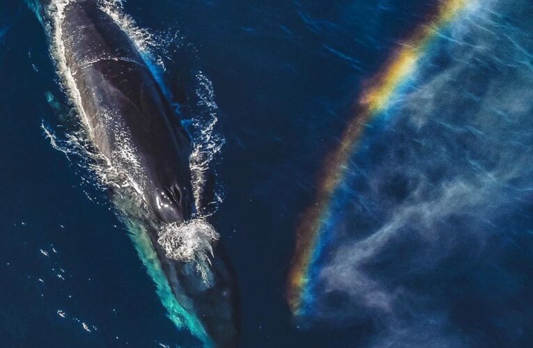 Drone capta el estornudo de una ballena azul