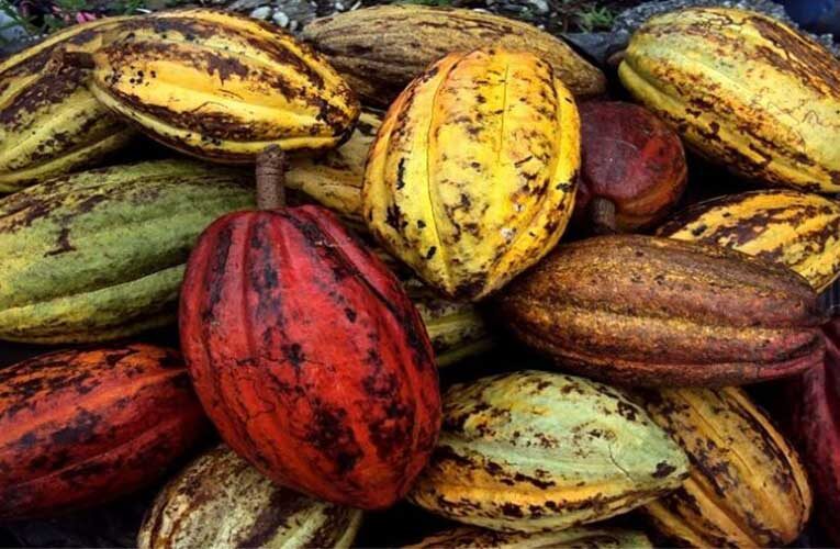 Carayaca y Caruao producen  cacao con calidad de exportación