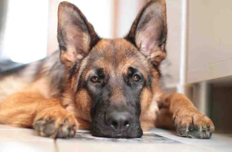 Muere el primer perro diagnosticado con Covid en EEUU