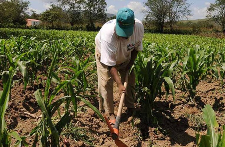 Por falta de fertilizantes están en riesgo miles de hectáreas de maíz en Guárico