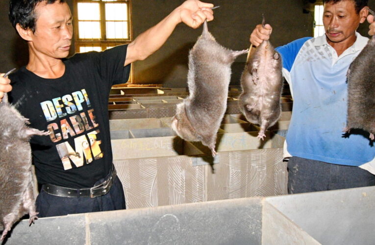 China prohíbe los criaderos de ratas para comer