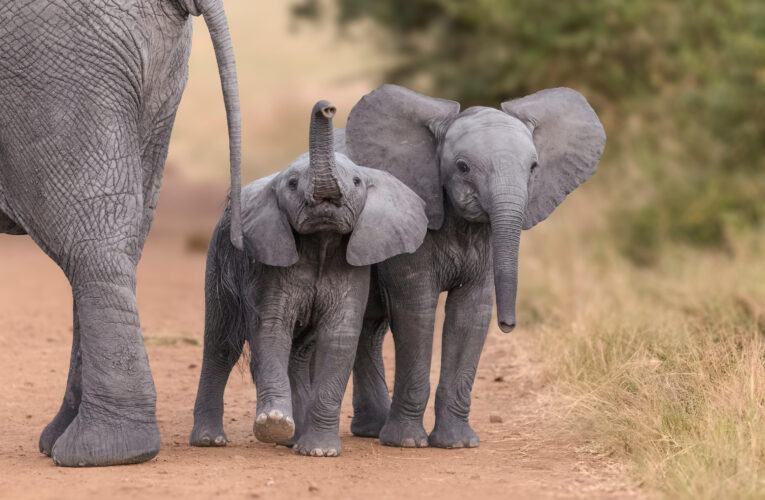 Buenas noticias: Han nacido 140 elefantes durante la cuarentena