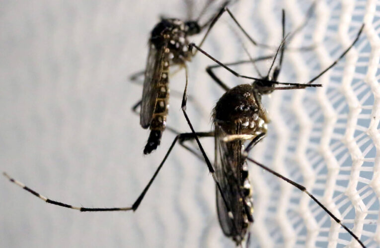 EEUU liberará mosquitos modificados genéticamente para combatir el dengue