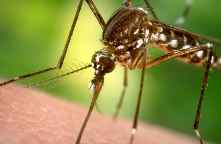 El dengue podría generar inmunidad contra el Covid
