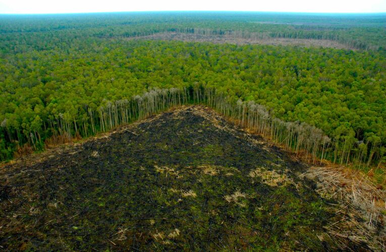 Ocho países europeos instan a Brasil frenar deforestación del Amazonas