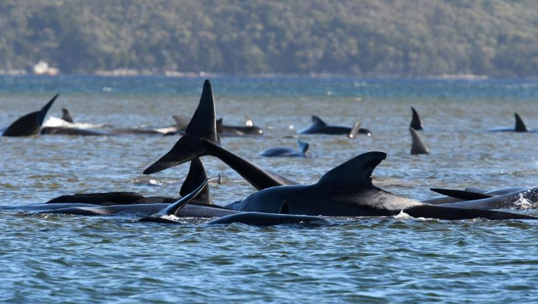 Intentan salvar a más de 250 ballenas varadas