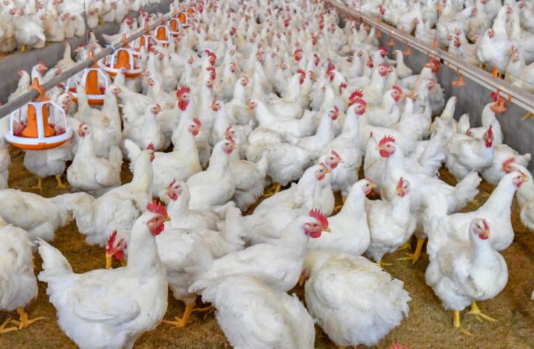 Producción de pollos cayó de 100 mil a 30 mil 257 toneladas