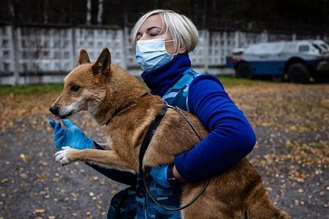 Rusia entrena perros para detectar Covid