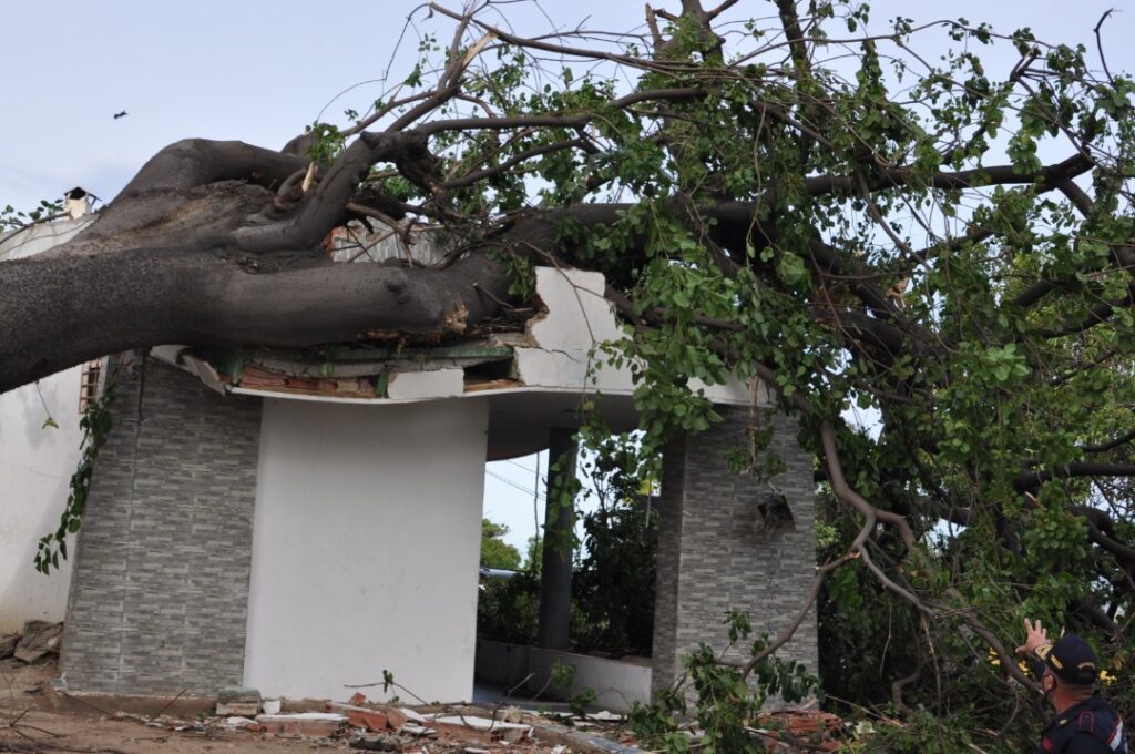 Un árbol fracturó el techo de la parada del Seguro Social