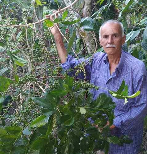 Carayaca tendrá producción de café en diciembre