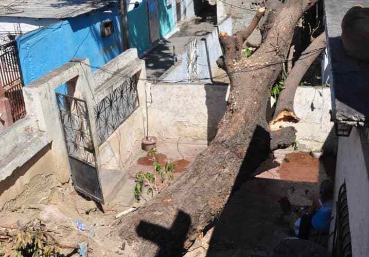 Árbol amenaza una casa en La Páez
