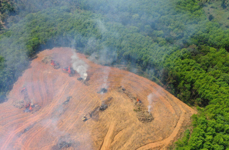 La deforestación en la Amazonía brasileña creció 9,5%