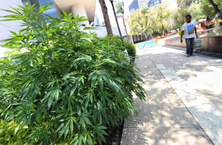 México: Senado aprueba consumo legal de marihuana