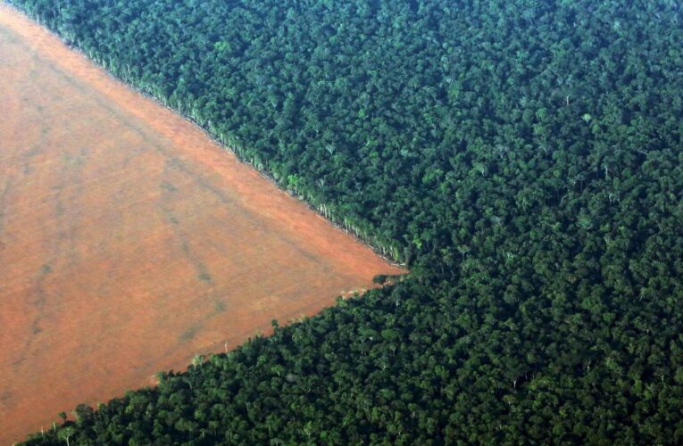 Amazonia: En 18 años se perdió un bosque del tamaño de España