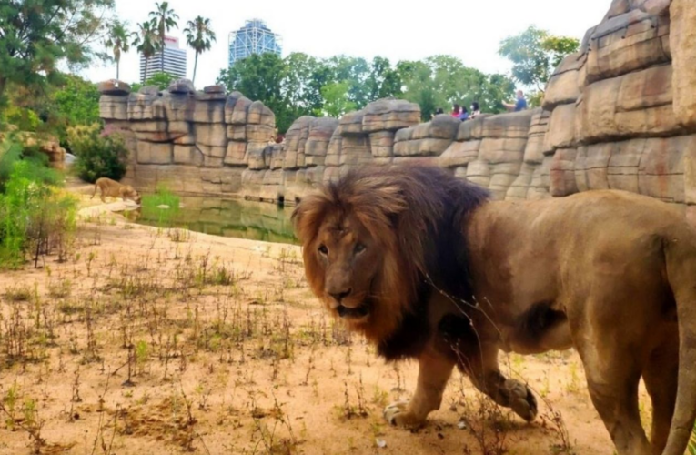 Cuatro leones del zoo de Barcelona tienen covid