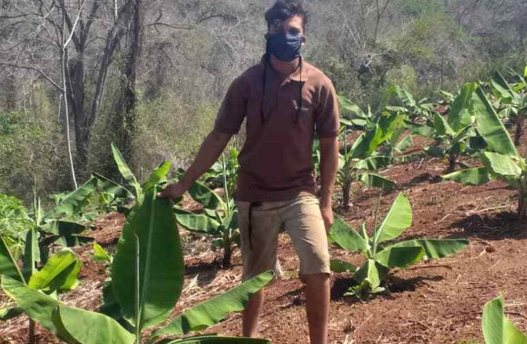 Con veneno artesanal agricultores protegen siembras en Carayaca