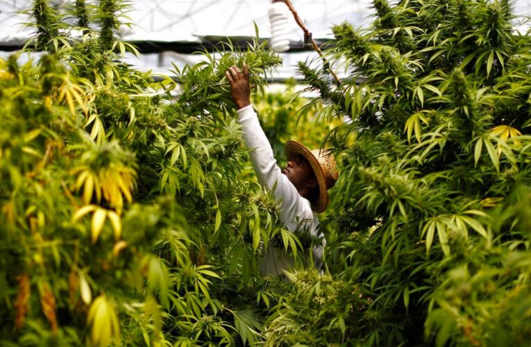México reglamenta producción y uso de marihuana