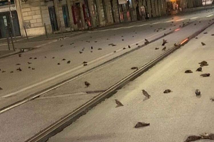 Cientos de pájaros mueren en Roma por los fuegos artificiales