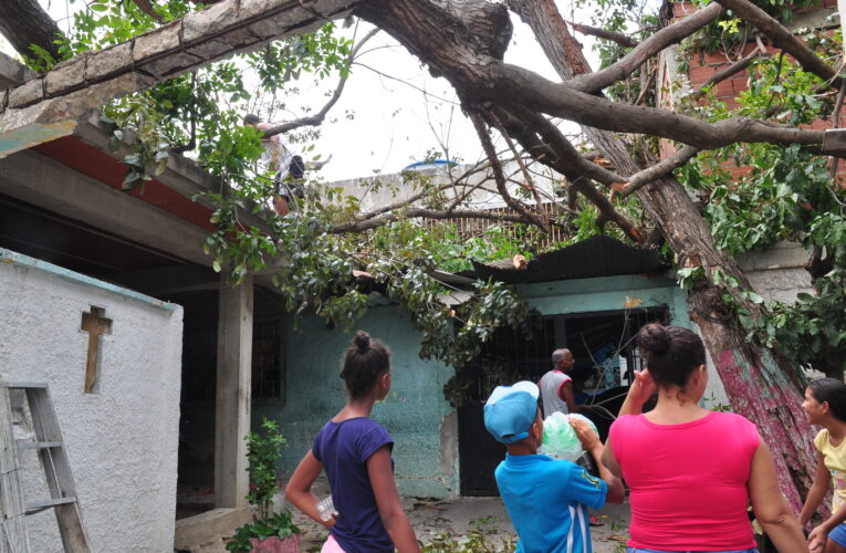 Enorme árbol cayó sobre 3 casas en La Lucha