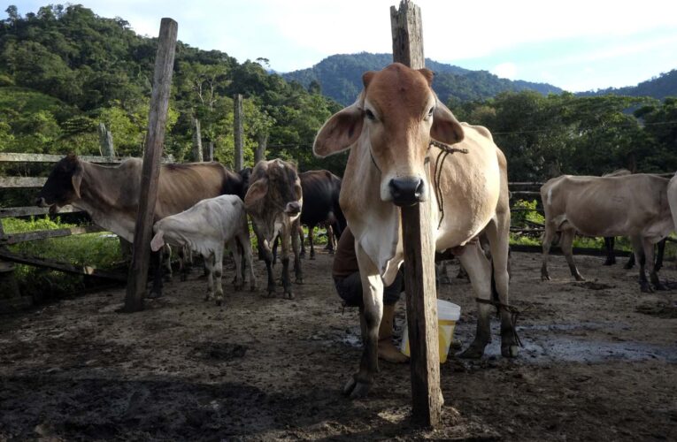 Fedenaga: Venezuela produce 40% menos carne