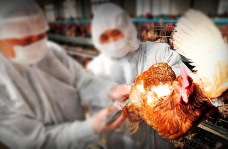 Detectan gripe aviar H5N8 en 7 obreros avícolas rusos