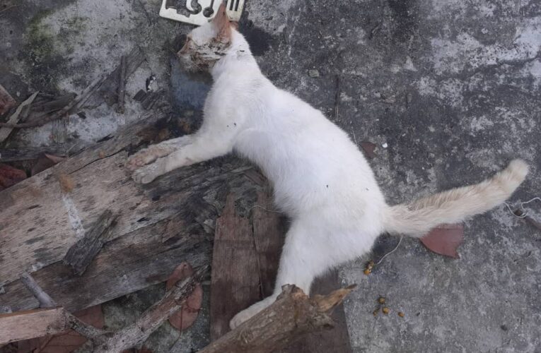 Envenenaron gatos y guacharacas en El Teleférico