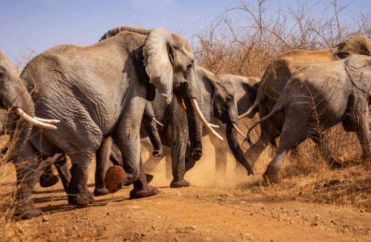 Manada de elefantes aplastó a cazador furtivo