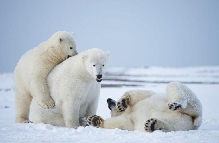 Biden suspende perforaciones en reserva del Ártico