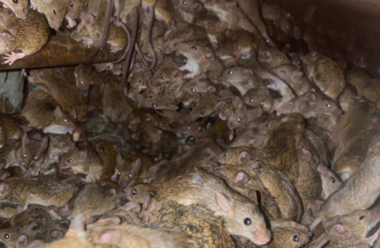 Se agudiza plaga de ratones en Australia