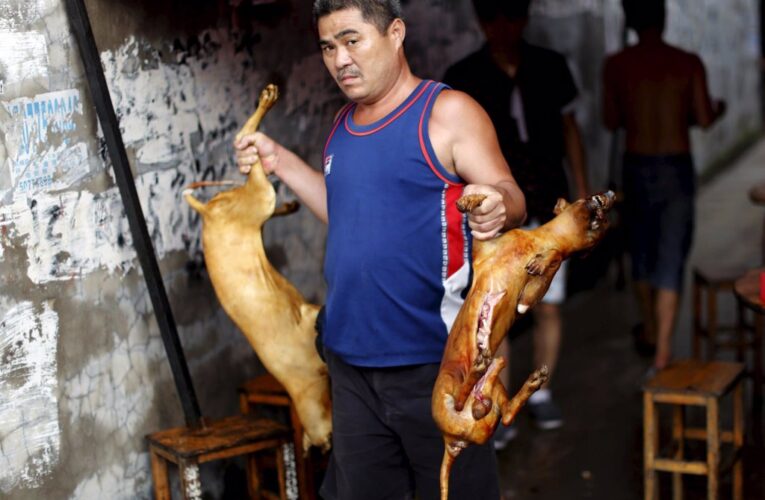 Comienza en China el polémico festival de carne de perro