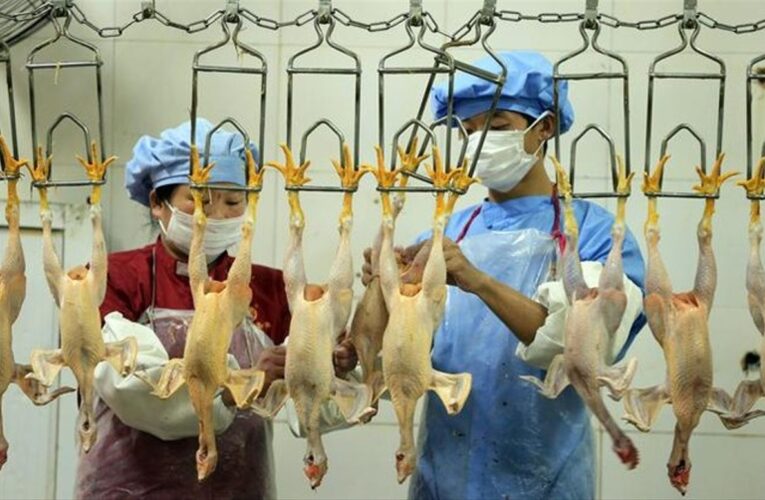 China confirma primer contagio humano de gripe aviar H10N3