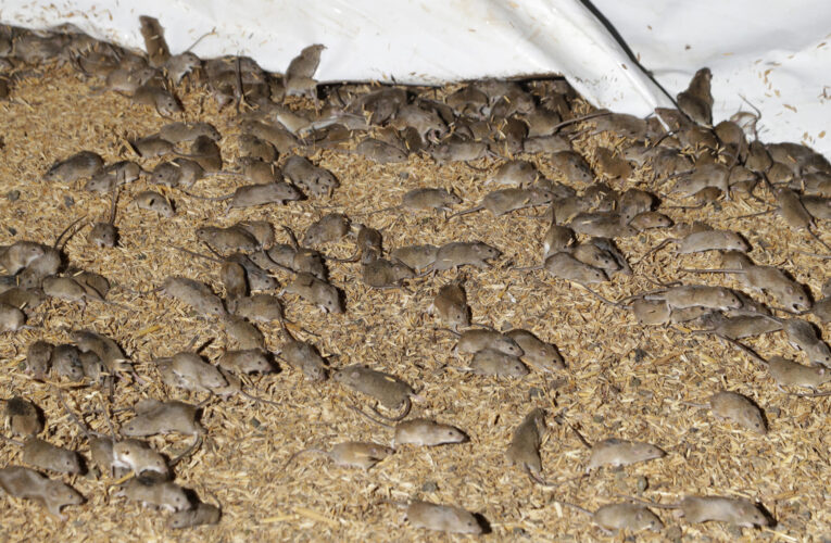 Australia azotada por plaga de ratones