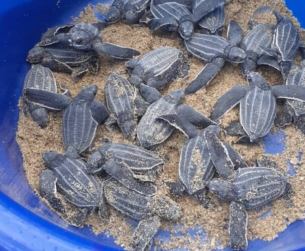 Liberaron a 180 tortuguillos en La Sabana