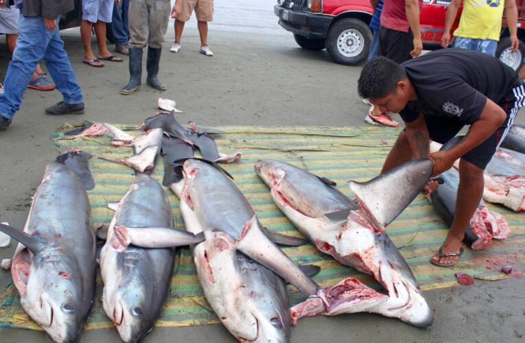 Seis países sudamericanos involucrados en el tráfico de tiburones