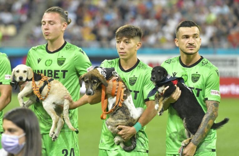 Rumanía presenta perros en adopción en los partidos de fútbol